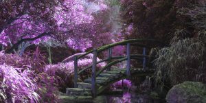 Purple Garden